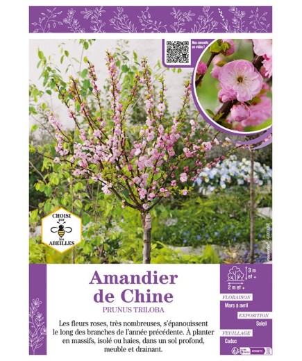 PRUNUS TRILOBA voir AMANDIER DE CHINE