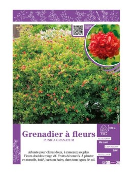 PUNICA GRANATUM voir GRENADIER À FLEURS