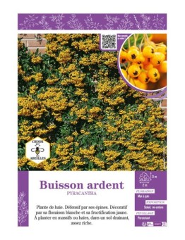PYRACANTHA voir BUISSON ARDENT (jaune)