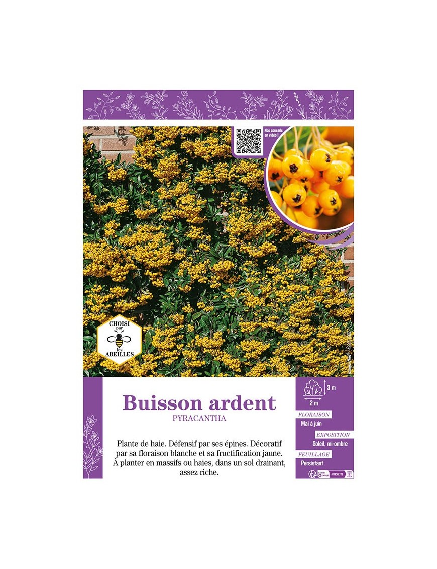 PYRACANTHA voir BUISSON ARDENT (jaune)