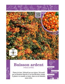 PYRACANTHA voir BUISSON ARDENT (orange)