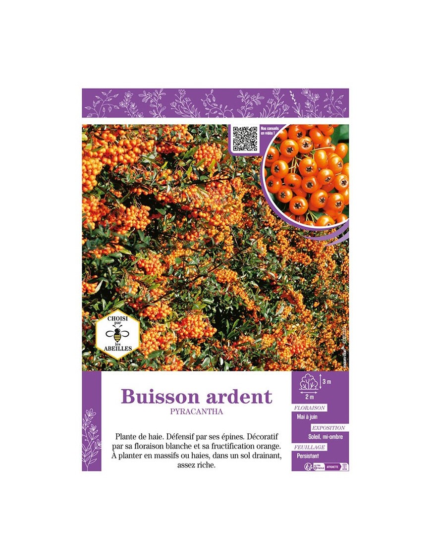 PYRACANTHA voir BUISSON ARDENT (orange)