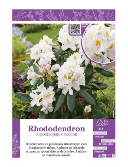 RHODODENDRON HYBRIDE (blanc)