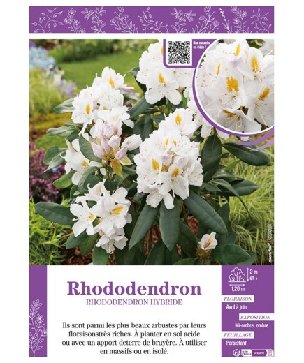 RHODODENDRON HYBRIDE (blanc)