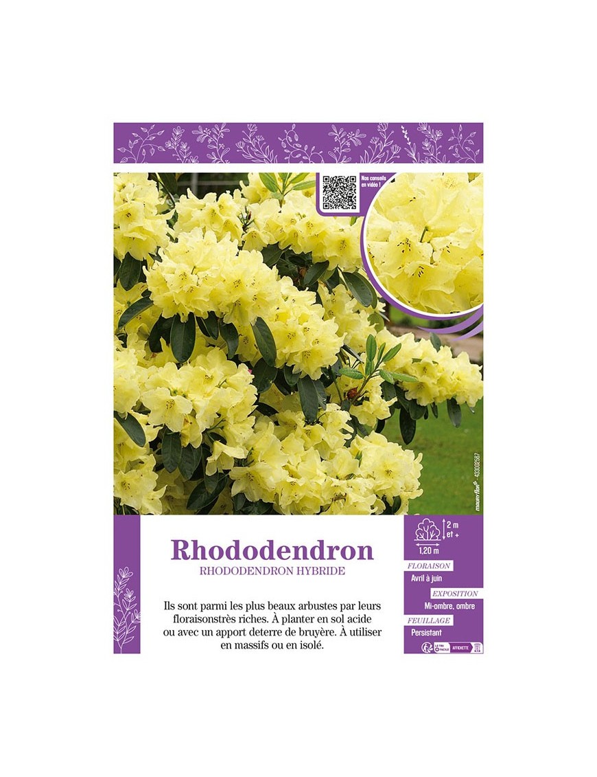 RHODODENDRON HYBRIDE (jaune)