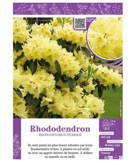 RHODODENDRON HYBRIDE (jaune)