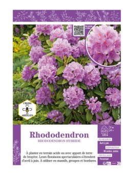 RHODODENDRON HYBRIDE (mauve)