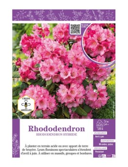 RHODODENDRON HYBRIDE (rose)