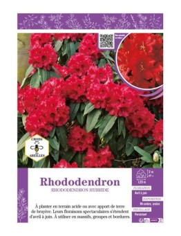RHODODENDRON HYBRIDE (rouge)