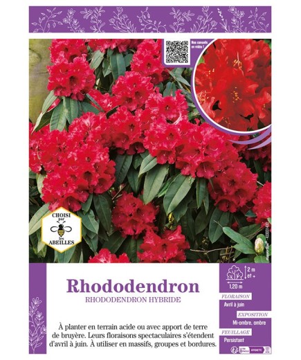 RHODODENDRON HYBRIDE (rouge)