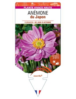 ANEMONE hupehensis japonaise voir Anémone du Japon (rose)