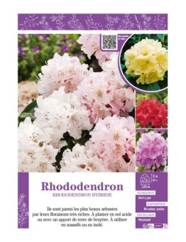 RHODODENDRON HYBRIDE (varié)