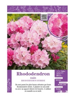 RHODODENDRON HYBRIDE NAIN (rose)