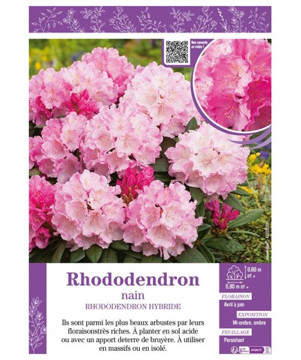 RHODODENDRON HYBRIDE NAIN (rose)
