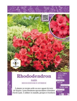 RHODODENDRON HYBRIDE NAIN (rouge)