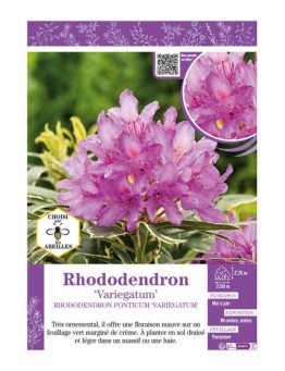 RHODODENDRON PONTICUM VARIEGATUM