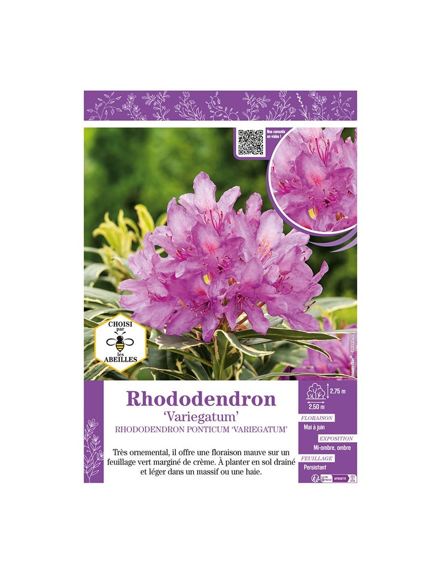 RHODODENDRON PONTICUM VARIEGATUM