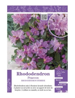 RHODODENDRON HYBRIDE PRAECOX