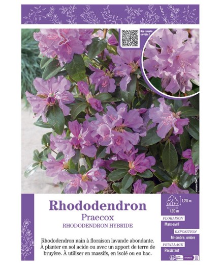 RHODODENDRON HYBRIDE PRAECOX