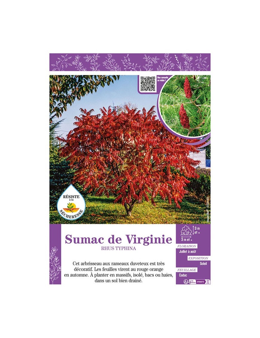RHUS TYPHINA voir SUMAC DE VIRGINIE
