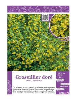 RIBES ODORATUM voir GROSEILLER DORÉ