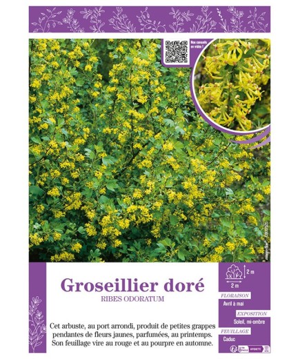 RIBES ODORATUM voir GROSEILLER DORÉ