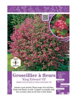 RIBES SANGUINEUM KING ÉDOUARD VII voir GROSEILLIER À FLEURS