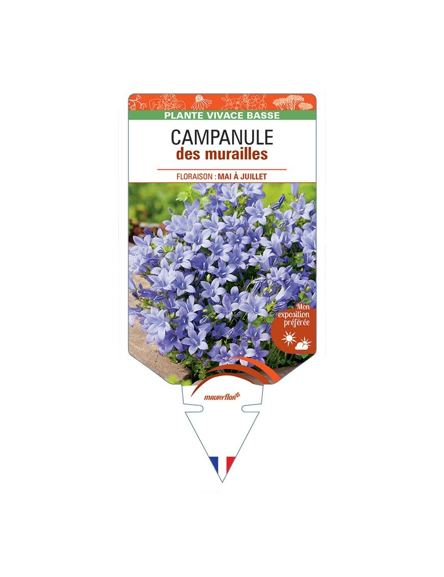 CAMPANULE des murailles