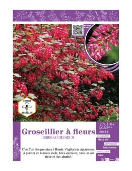 RIBES SANGUINEUM voir GROSEILLIER À FLEURS