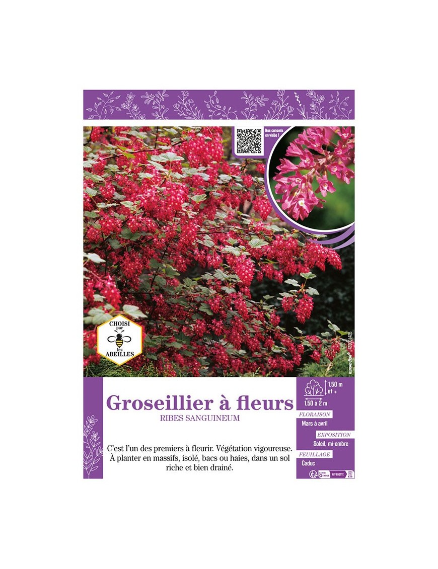 RIBES SANGUINEUM voir GROSEILLIER À FLEURS