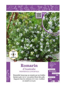 ROMARIN D'AUSTRALIE WESTRINGIA LONGIFOLIA