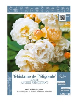 ROSIER ANCIEN REMONTANT GHISLAINE DE FÉLIGONDE