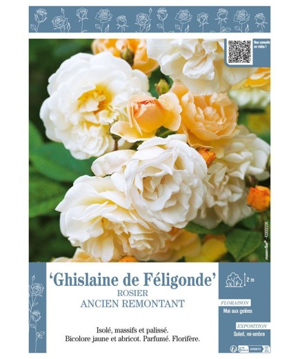 ROSIER ANCIEN REMONTANT GHISLAINE DE FÉLIGONDE