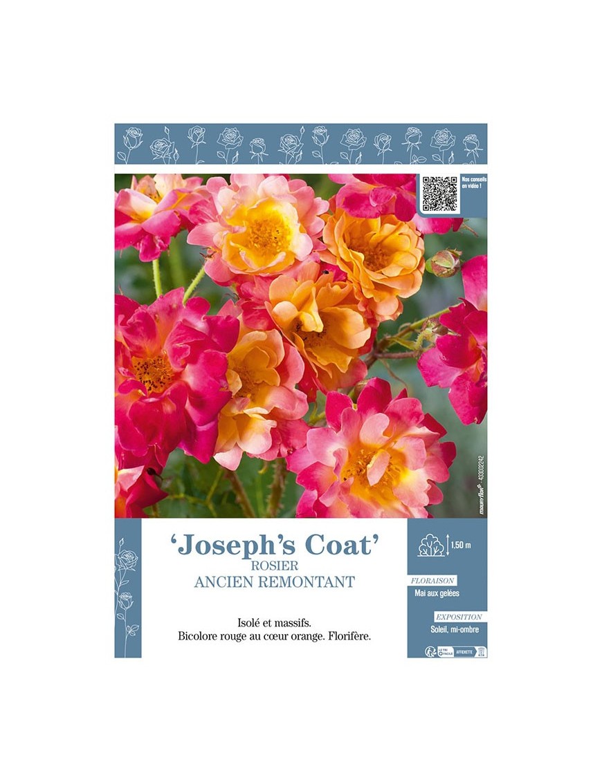 ROSIER ANCIEN REMONTANT JOSEPH'S COAT