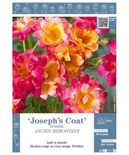ROSIER ANCIEN REMONTANT JOSEPH'S COAT