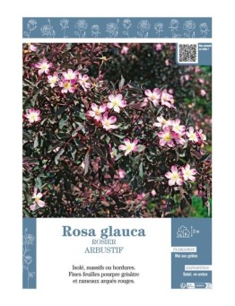 ROSIER ARBUSTIF ROSA GLAUCA