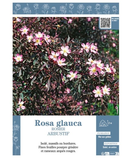 ROSIER ARBUSTIF ROSA GLAUCA