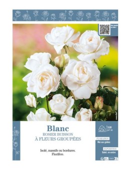 ROSIER BUISSON À FLEURS GROUPÉES (blanc)