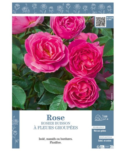ROSIER BUISSON À FLEURS GROUPÉES (rose)