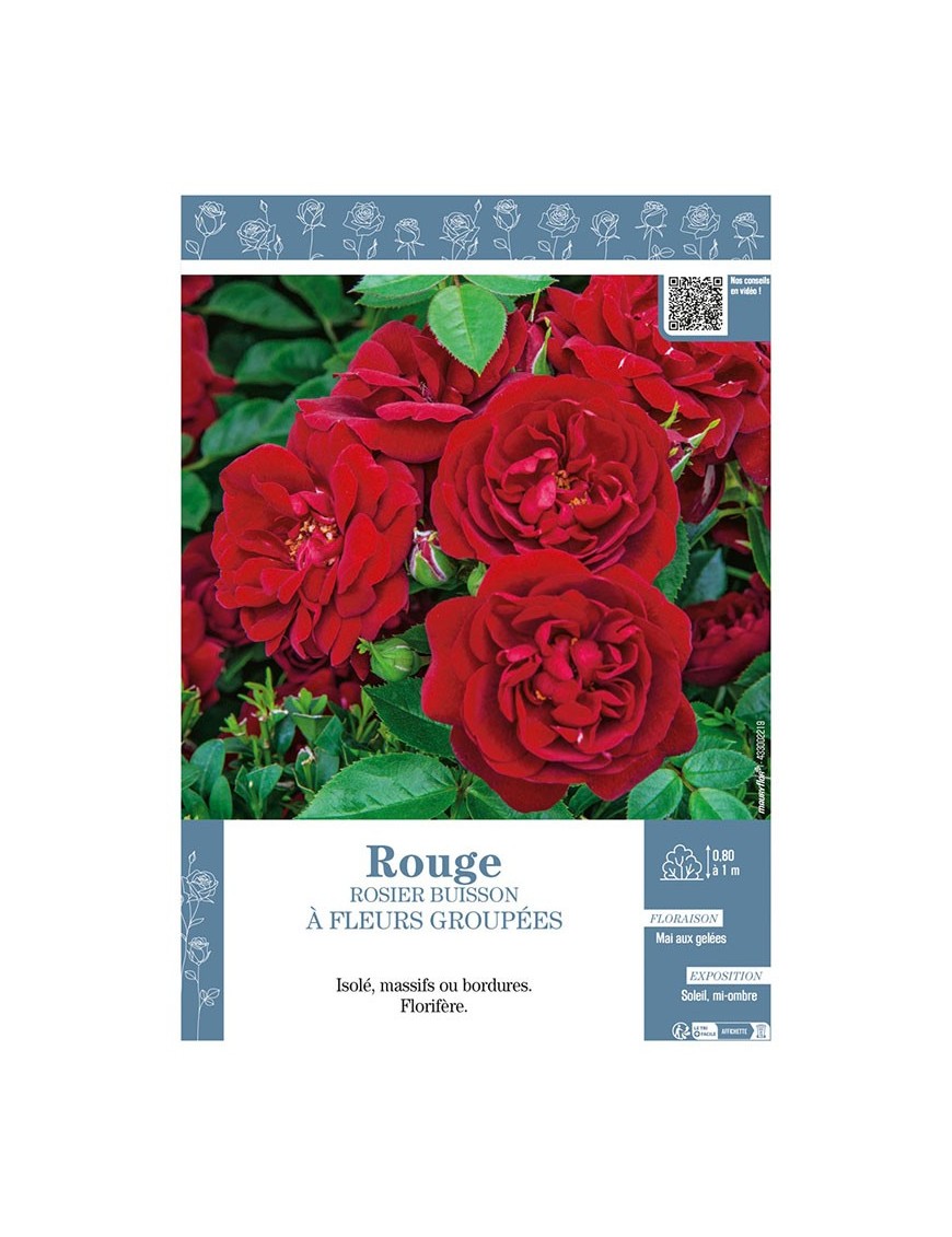 ROSIER BUISSON À FLEURS GROUPÉES (rouge)