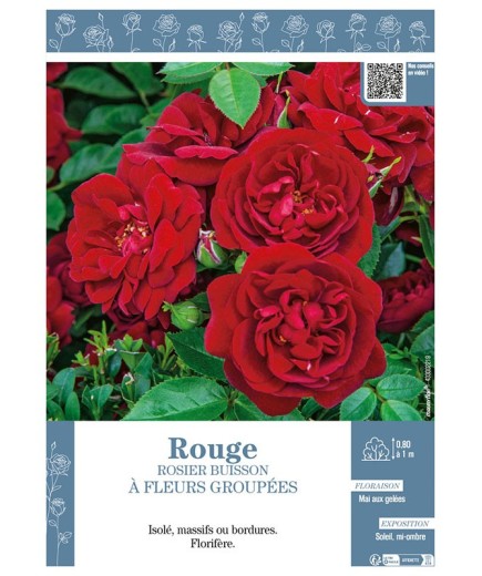 ROSIER BUISSON À FLEURS GROUPÉES (rouge)