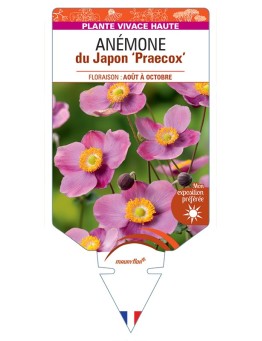 ANEMONE hupehensis Praecox voir Anémone du Japon