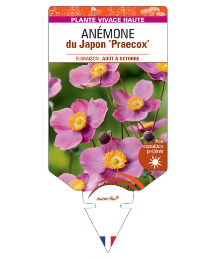 ANEMONE hupehensis Praecox voir Anémone du Japon