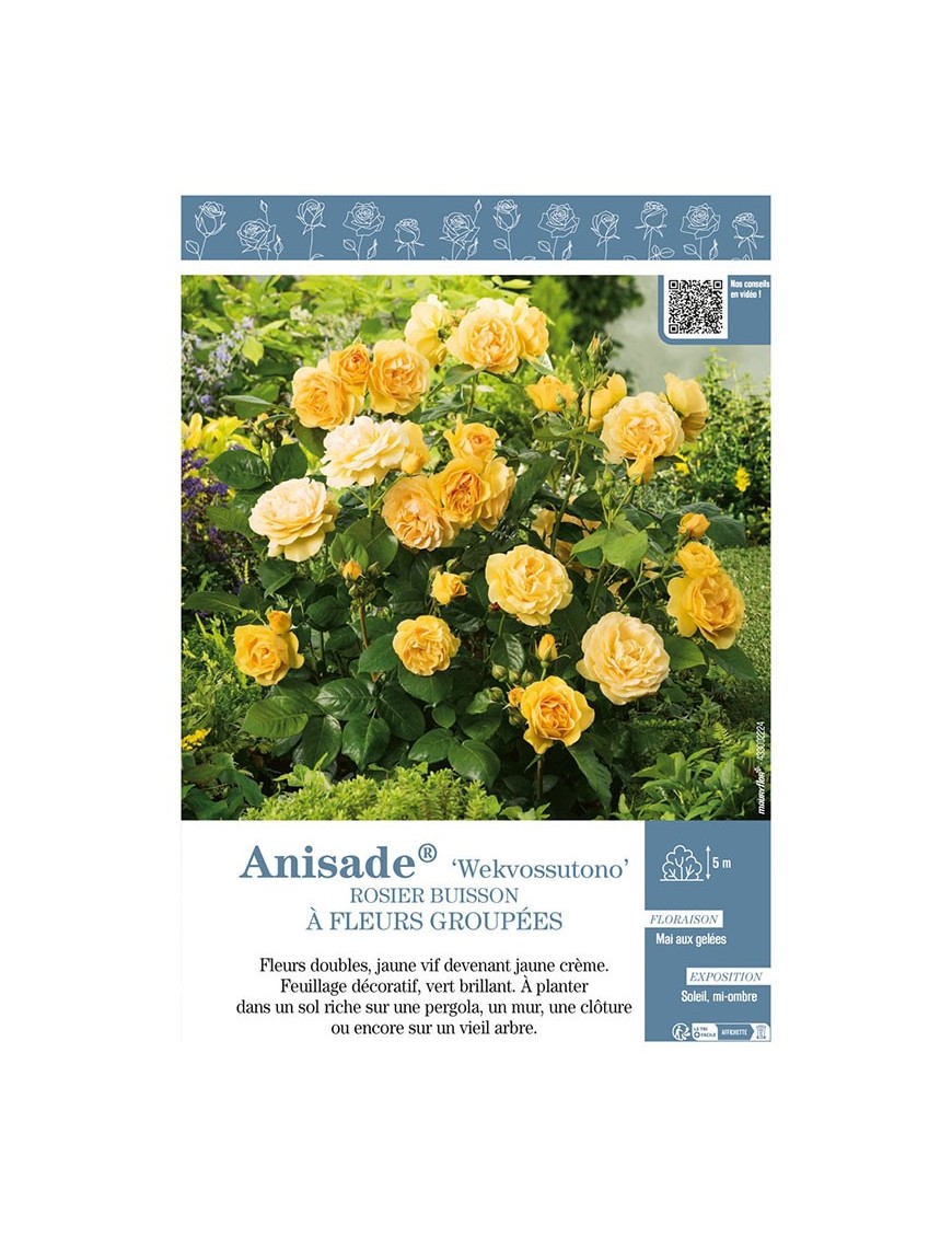 ROSIER BUISSON À FLEURS GROUPÉES ANISADE® WEKVOSSUTONO