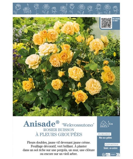 ROSIER BUISSON À FLEURS GROUPÉES ANISADE® WEKVOSSUTONO