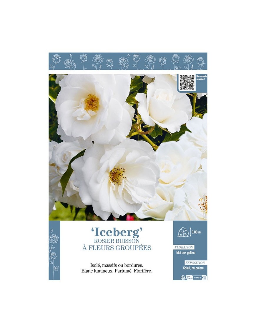 ROSIER BUISSON À FLEURS GROUPÉES ICEBERG
