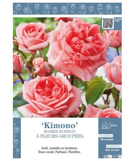 ROSIER BUISSON À FLEURS GROUPÉES KIMONO