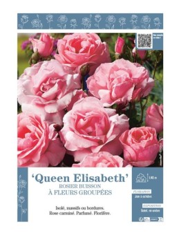ROSIER BUISSON À FLEURS GROUPÉES Queen Elisabeth