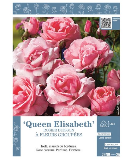 ROSIER BUISSON À GRANDES GROUPÉES Queen Elisabeth