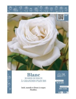 ROSIER BUISSON À GRANDES FLEURS (blanc)